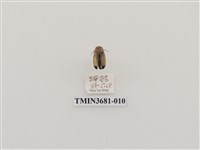 藏品(大端黑螢)的圖片